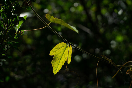 Single yellow leaf on a branch caught in the sunlight, surrounded by a forest of greenery