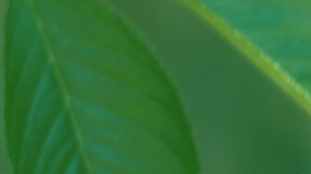 Close-up of Tree Leaves
