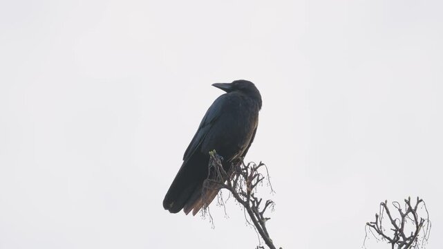 Black bird, rook or crow sitting on a branch high up in a tree