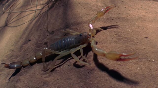 Close-up of a desert scorpion scuttling across sandy terrain in bright sunlight