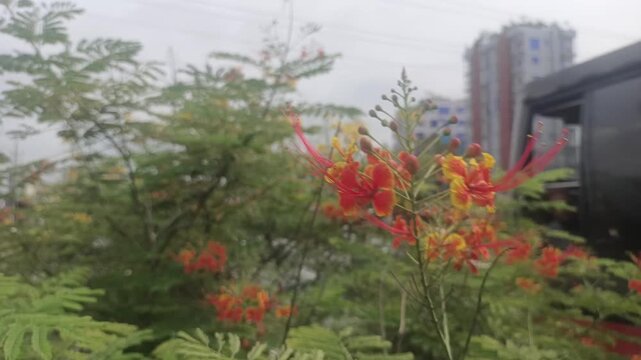 Royal Poinciana flowers in bloom. Vibrant red and yellow Delonix regia tree blossoms.