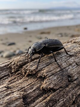 Black darkling beetle on sea beach driftwood near ocean