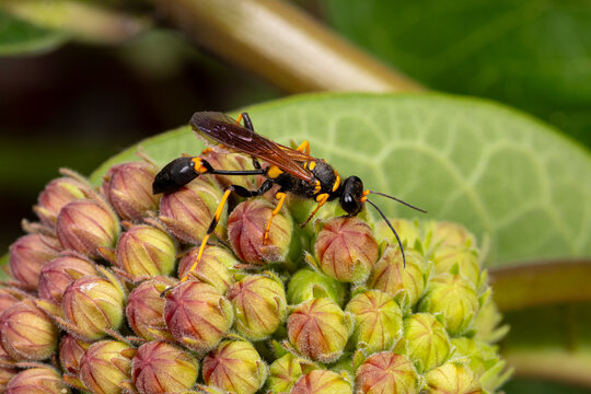 Black and yellow mud dauber wasp. Insect identification, habitat preservation, and backyard flower garden concept.