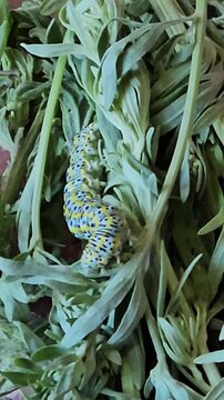 Mullein Moth Caterpillar Moving Among Absinth Wormwood Foliage