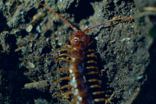 Extreme macro close up of a centipede head and antennae on dark soil