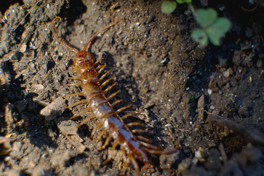 Brown stone centipede crawling on dark soil ground in garden macro