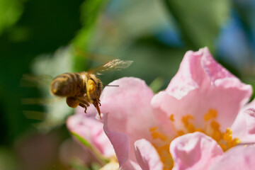 Honey bee hovering near pink briar blossom in bright summer sunlight © Николай Федосов