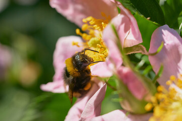 Furry bumblebee collecting nectar from a pink wild rose flower macro © Николай Федосов