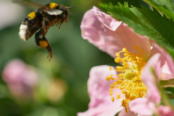 Hovering bumblebee with orange pollen baskets over wild rose blossom © Николай Федосов
