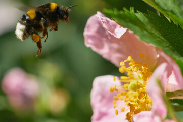 Macro of a bumblebee flying near a briar flower in summer garden © Николай Федосов