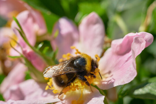 Detailed macro of a furry bumblebee collecting nectar from a wild rose