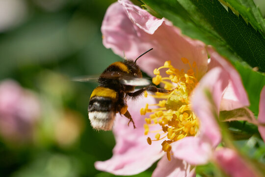 Action shot of a bumblebee hovering near a wild rose flower in flight