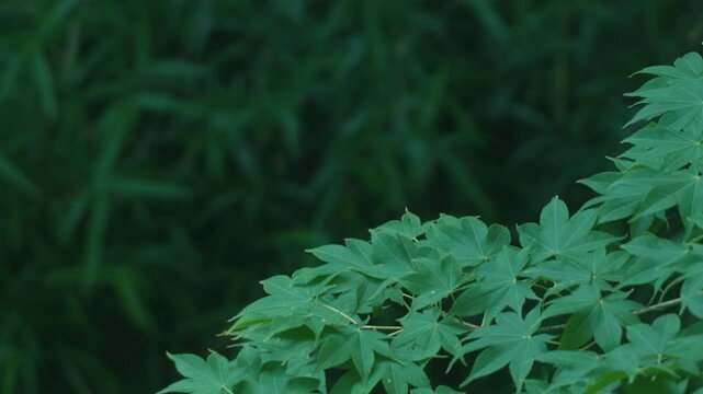 Green maple twig