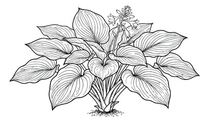 Vintage botanical hosta plant illustration, hand drawn garden foliage vector, black and white plantain lily sketch for landscaping design © Rehman
