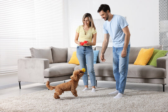 Happy couple holding pet toys and playing with their cute dog on floor at home