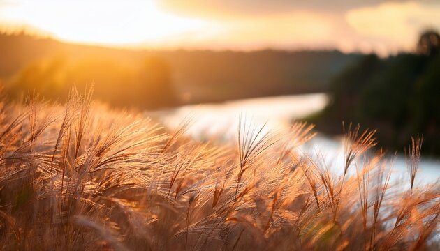thin field grass spikes bending over blurred river in soft sunrays delicate atmospheric panorama