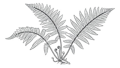 Vintage botanical fern illustration, hand drawn black and white line art fronds, antique style forest plant vector, scientific nature sketch © Rehman