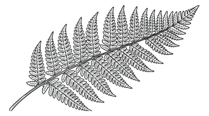 Vintage botanical fern leaf illustration, black and white hand drawn silver fern frond vector, elegant forest plant foliage line art © Rehman