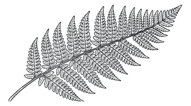 Vintage botanical fern leaf illustration, black and white hand drawn silver fern frond vector, elegant forest plant foliage line art