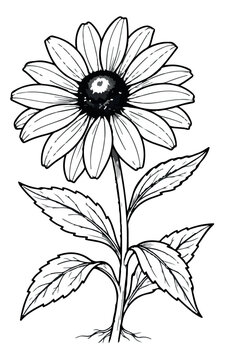 Vintage botanical black eyed susan flower illustration, hand drawn rudbeckia wildflower line art, garden daisy vector sketch for coloring book