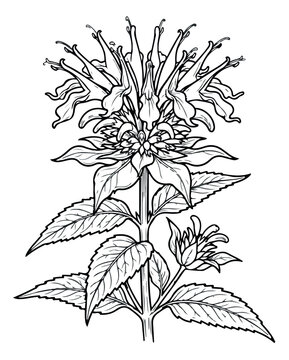 Vintage bee balm flower line art, botanical monarda fistulosa illustration, wild bergamot herbal sketch vector for coloring book or logo