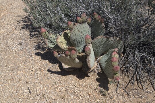 Beavertail cactus with pink buds, Joshua Tree National Park
