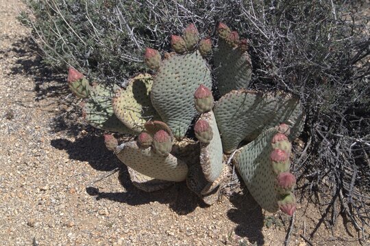 Beavertail cactus with pink buds, Joshua Tree National Park