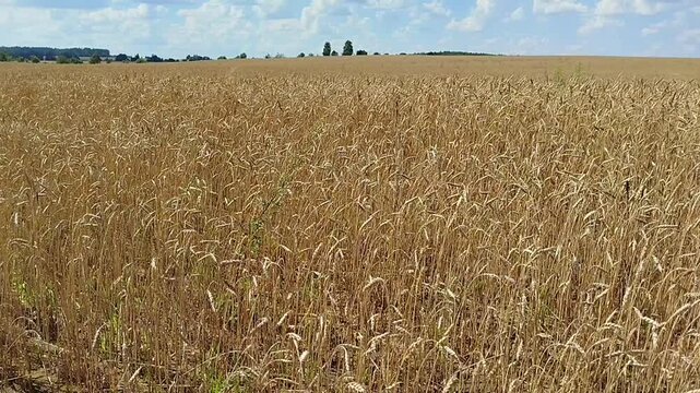 Wide golden wheat field growing under a clear blue sky with trees in the distance. Agriculture harvest, rural landscape, organic farming.