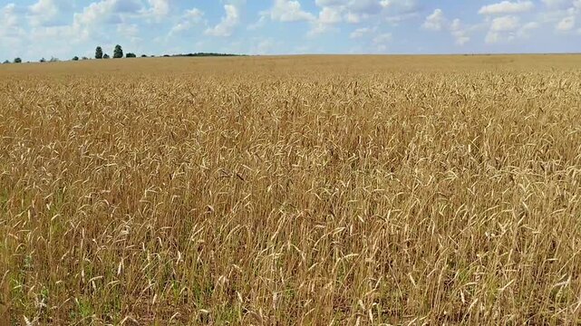 Vast golden wheat field with ripe crop ears under a bright sky with distant trees. Agriculture farming landscape, organic harvest, rural scenery.
