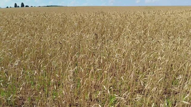 Vast golden wheat field with rows of grain crop growing under a light blue sky. Rural landscape view, agriculture harvest, organic farming.