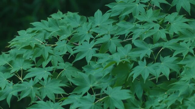 Green maple twig