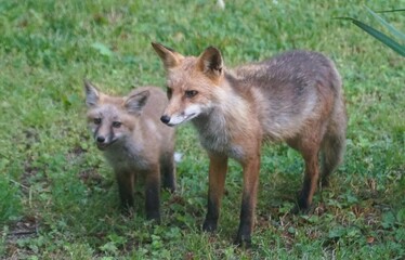 Obraz premium Adult and juvenile red foxes standing on grassy area, displaying reddish coats and natural outdoor behavior.
