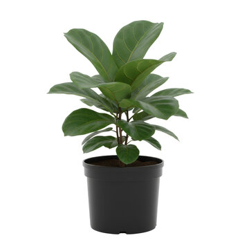 Vibrant fiddle leaf fig plant with glossy deep green violin-shaped leaves in a matte black cylindrical pot, isolated on a transparent background, embodying a pristine botanical aesthetic