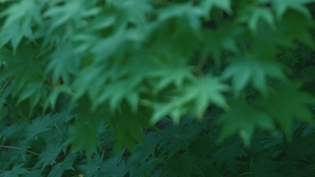 Green maple twig