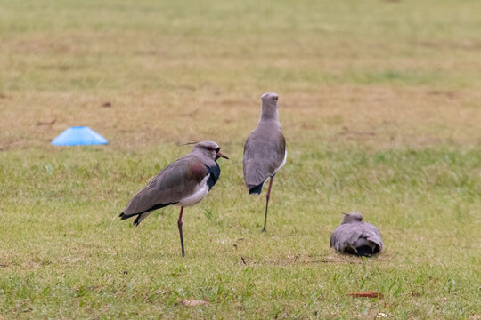 Group of southern lapwings on grass with diffuse light. Sharp focus highlighting native fauna, detailed plumage and bird behavior in a natural wild environment.