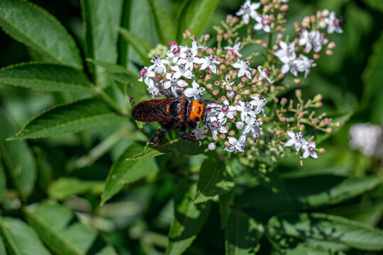 Close-Up of Mammoth Wasp Feeding on Dwarf Elder Flowers