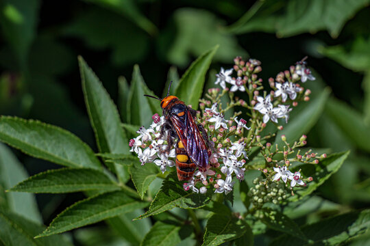 Top View of Female Mammoth Wasp on Dwarf Elder Blossoms