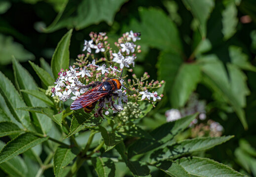 Iridescent-Winged Mammoth Wasp on Dwarf Elder Blossoms