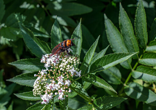 Mammoth Wasp in Flowering Dwarf Elder Habitat