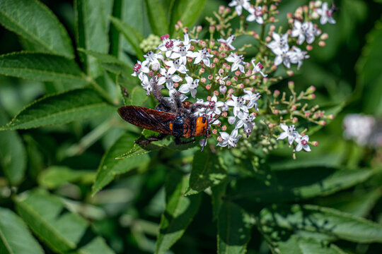 Side Profile of Mammoth Wasp Feeding on Elder Flowers