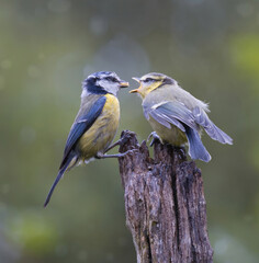 An adult Eurasian blue tit feeds its fluffy fledgling on a rustic wooden post against a soft, blurred green background. © alan1951
