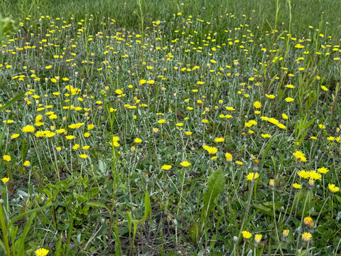 Field of blooming yellow mouse-ear hawkweed wildflowers in green meadow grass.