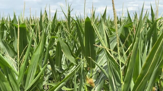 Close view of green corn plants in a farm field under bright sky, fresh summer growth and rural agriculture, natural texture and crop production theme
