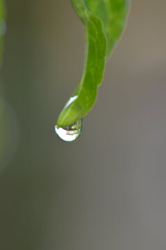Macro dew drop on the tip of a green leaf