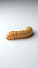 Naklejka premium Tan beetle larva with segmented body on white background, suitable for educational, scientific, and nature documentation purposes.