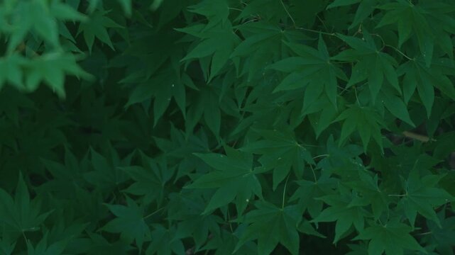 Green maple twig