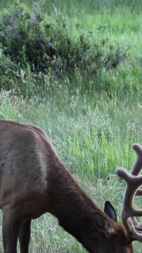 Bull Elk Chewing Grass &ndash; Very Close-Up
