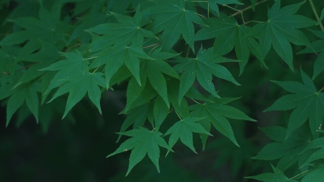 Green maple twig