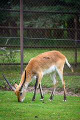 deer in the zoo © Kamil Krawczyk