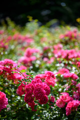 Obraz premium pink flowers in the garden